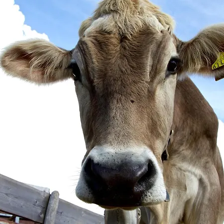 Apartamento Janita Xl